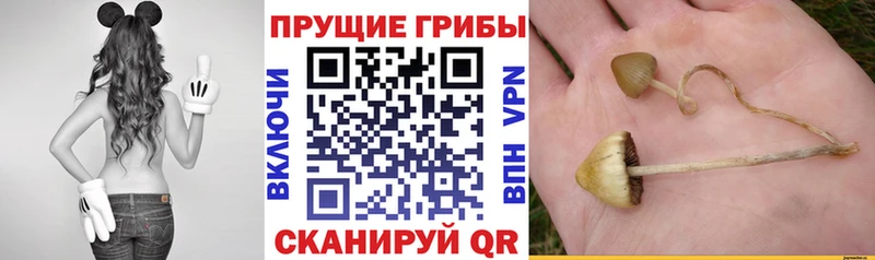 Псилоцибиновые грибы Psilocybine cubensis Заозёрск